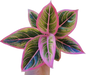 Aglaonema “Lotus Delight”