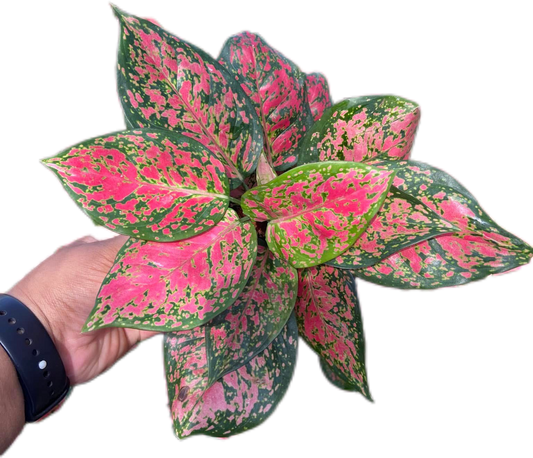 Aglaonema “Red Anyamanee”