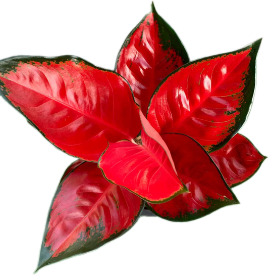 Aglaonema “Suksom Jaipong”