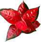 Aglaonema “Suksom Jaipong”