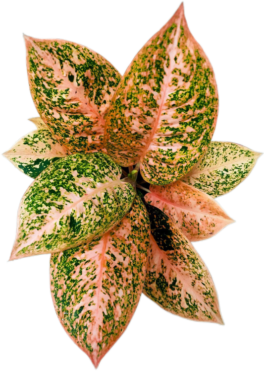 Aglaonema Orange Stardust