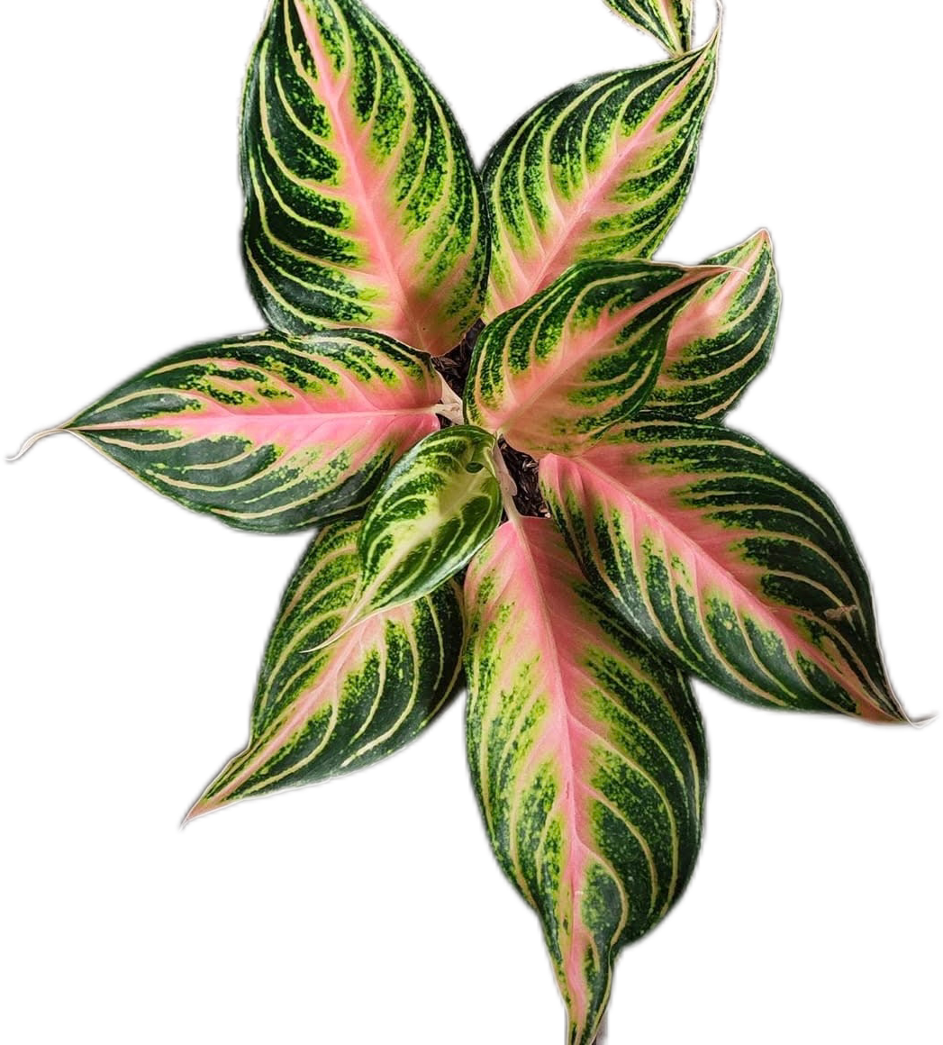 Aglaonema Pink Sunset