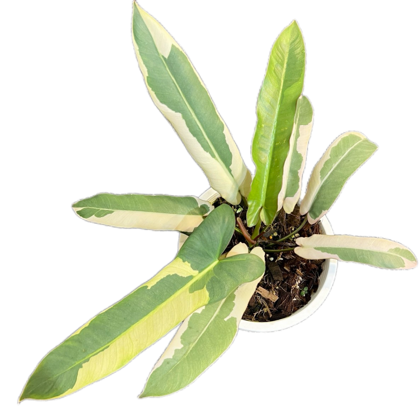 Philodendron Atabapoense Copy Variegated