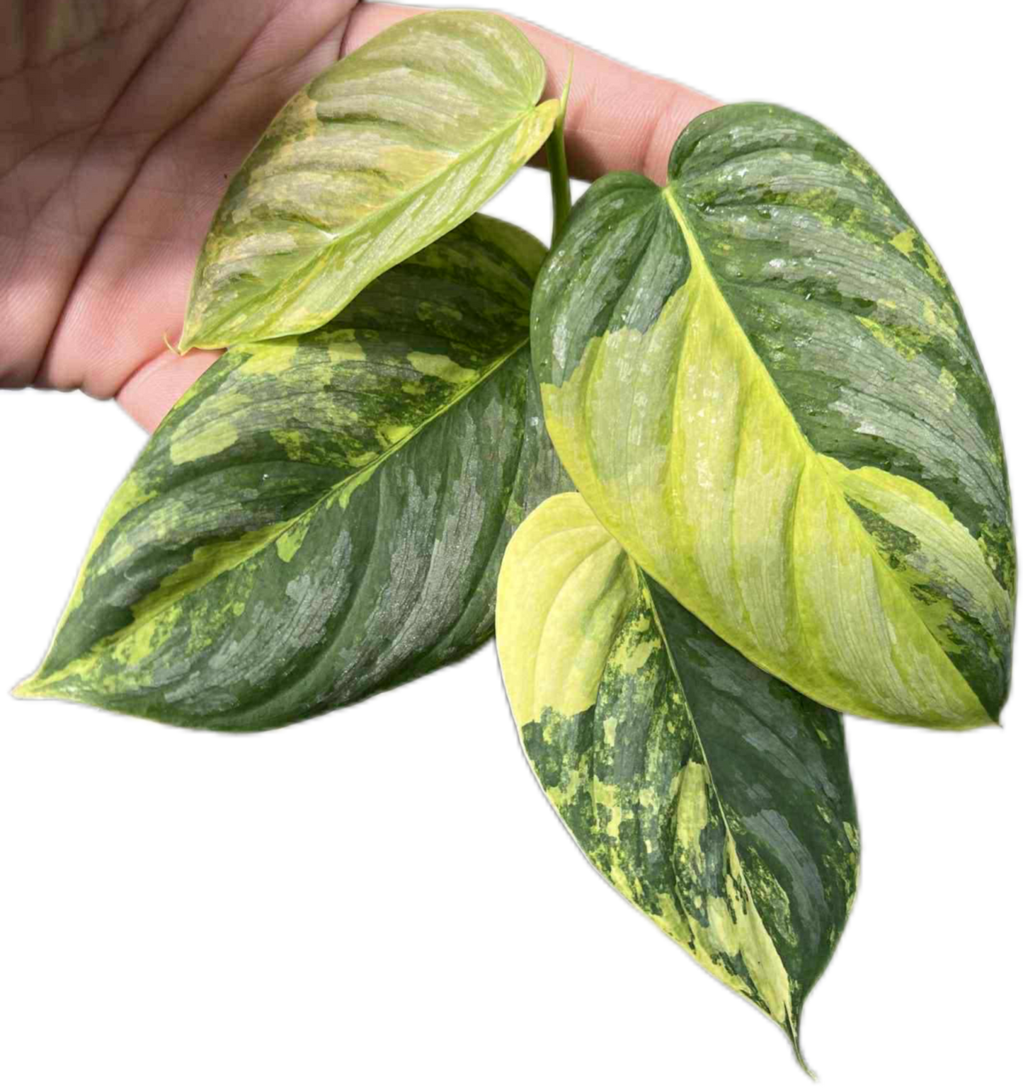 Philodendron Brandtianum Variegated