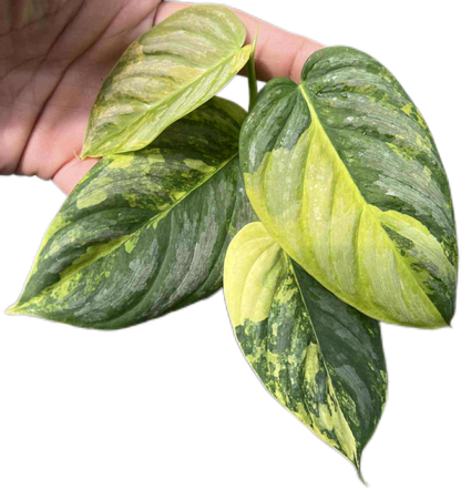 Philodendron Brandtianum Variegated