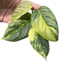 Philodendron Brandtianum Variegated