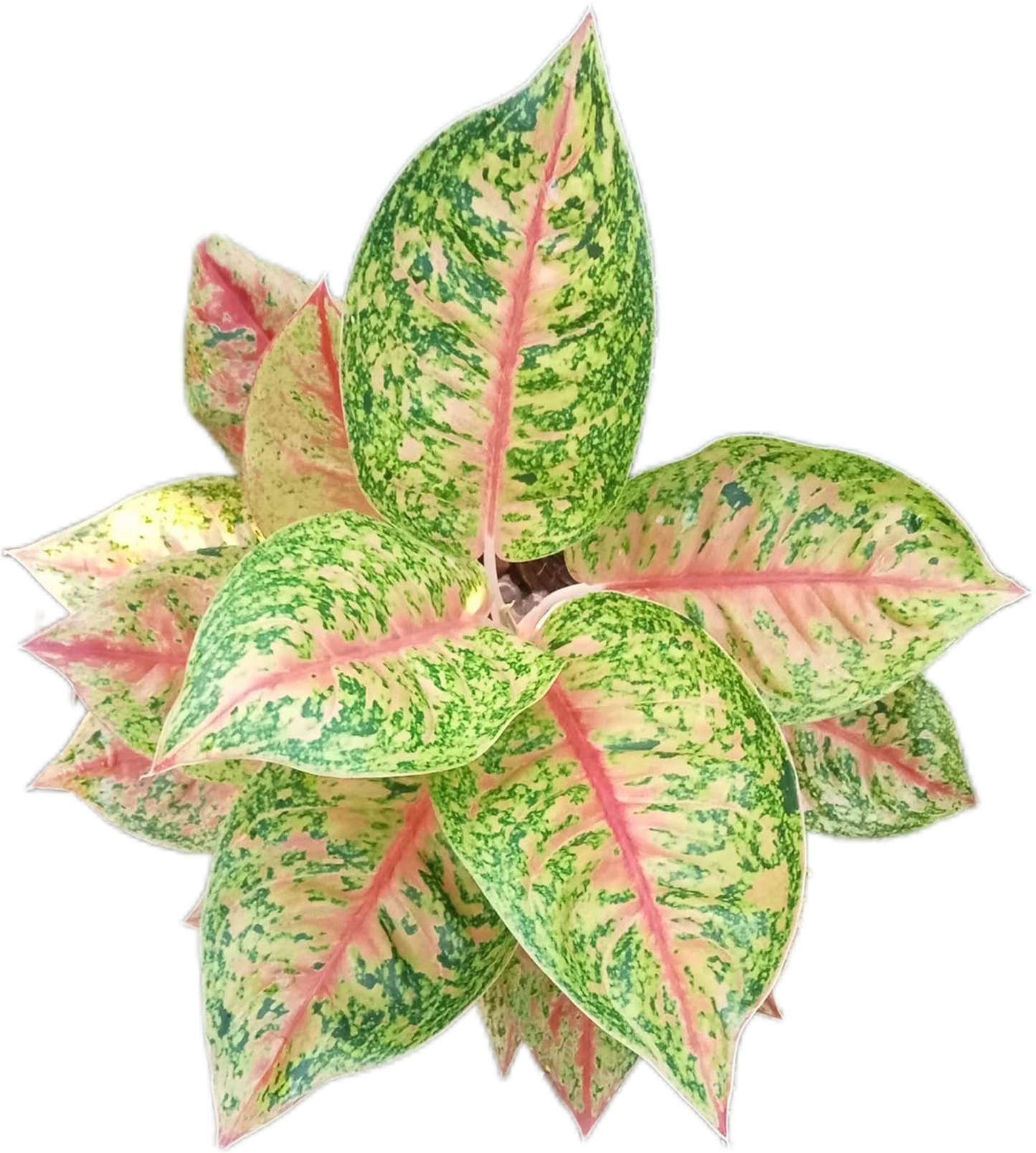 Aglaonema “Mahasettee”