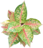 Aglaonema “Mahasettee”