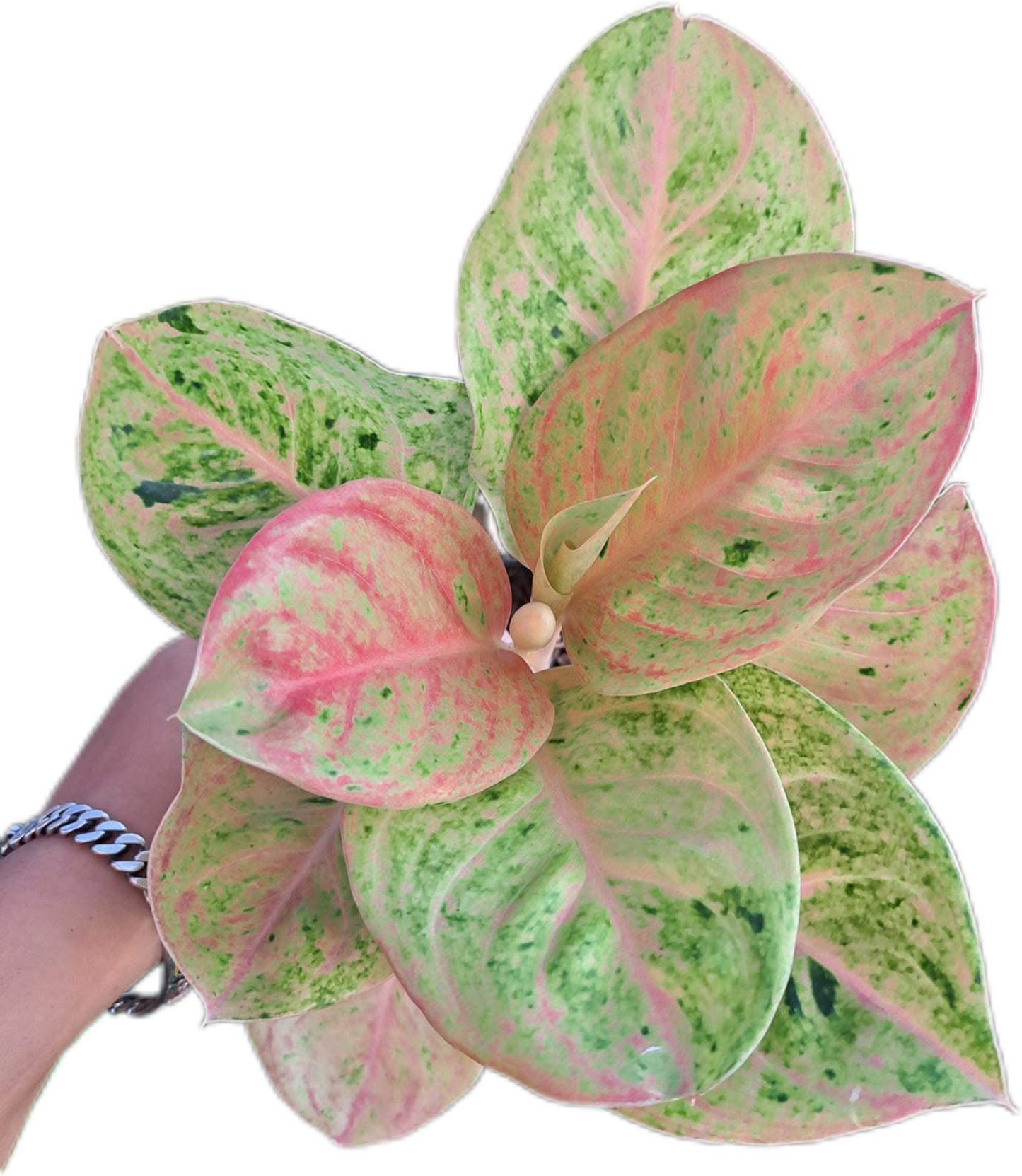 Aglaonema “Kamraithong”