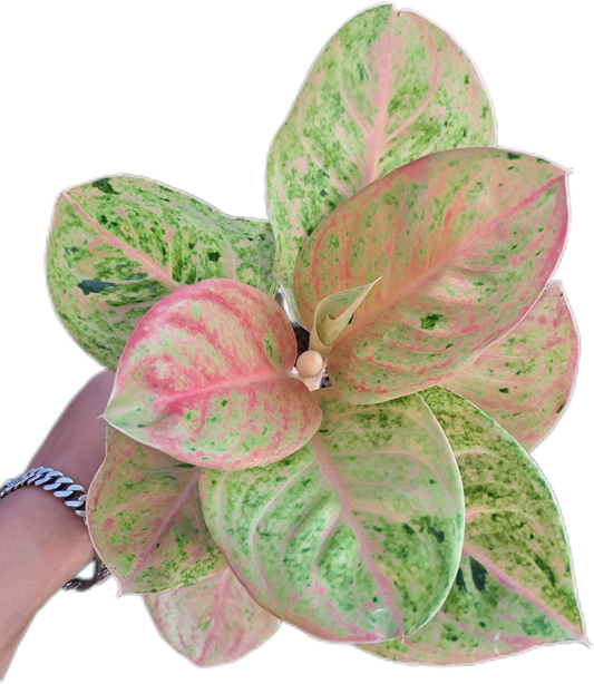 Aglaonema “Kamraithong”