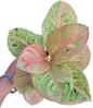 Aglaonema “Kamraithong”