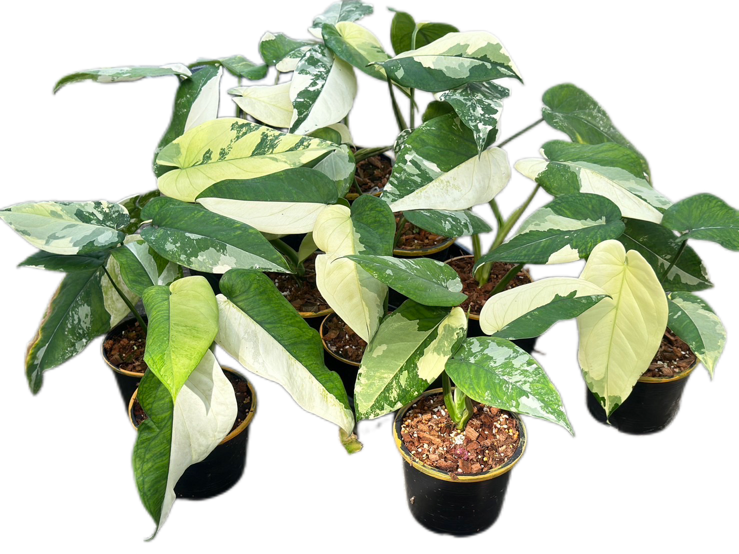 Syngonium Chiapense Variegated