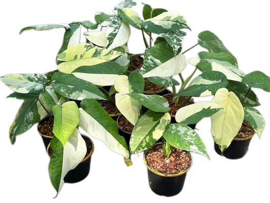 Syngonium Chiapense Variegated