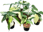 Syngonium Chiapense Variegated