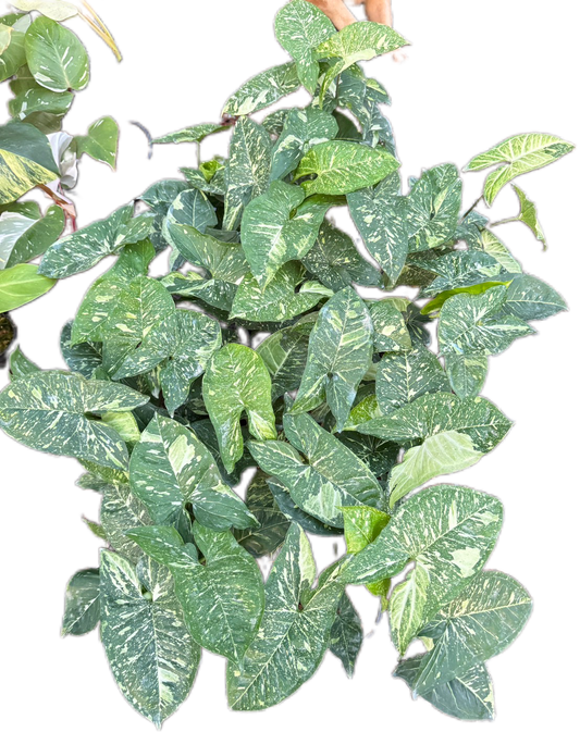 Syngonium Panda Galaxy Variegated