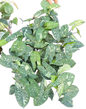Syngonium Panda Galaxy Variegated (Bundle Set of 10 Plants)