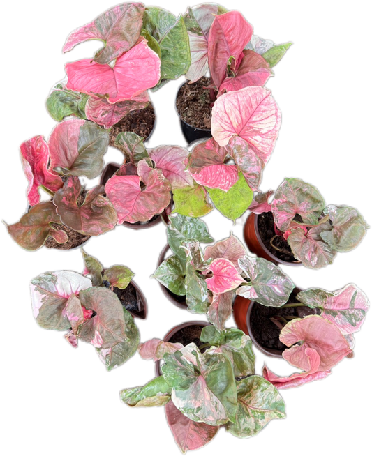 Syngonium Strawberry Ice