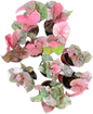 Syngonium Strawberry Ice