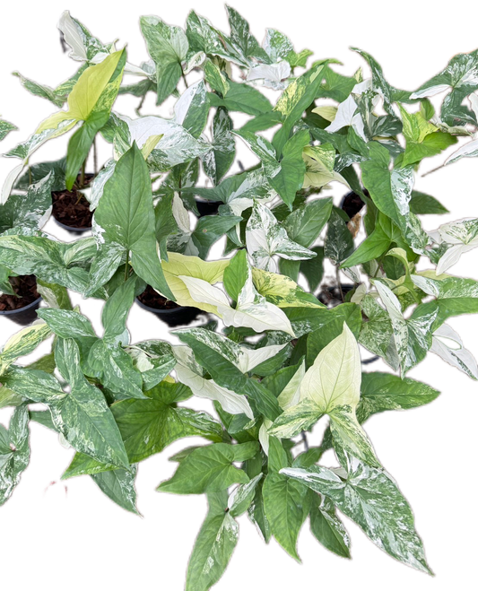 Syngonium Albo Variegated