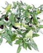 Syngonium Albo Variegated (Bundle Set of 10 Plants)