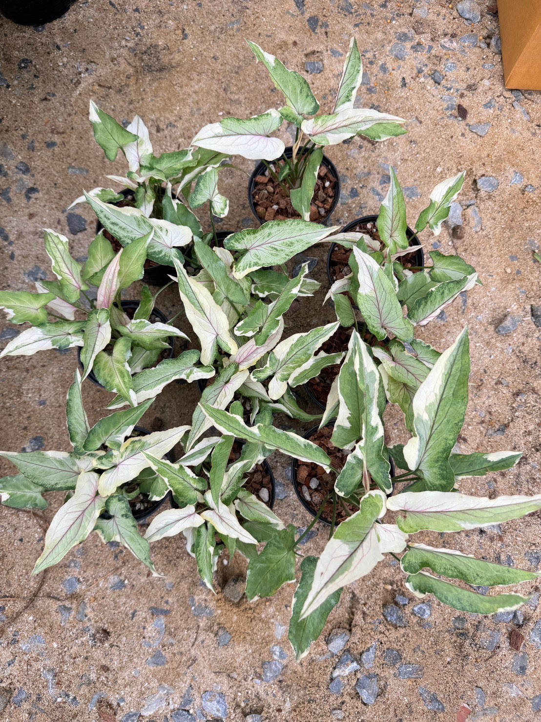 Syngonium White Princess