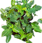 Syngonium “Scrambled Eggs”