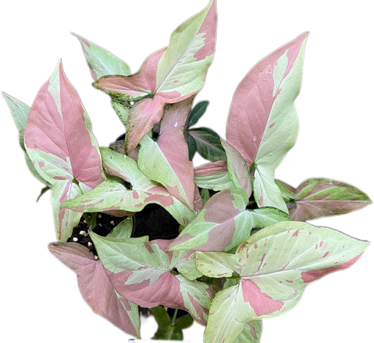 Syngonium “Pink Salmon”