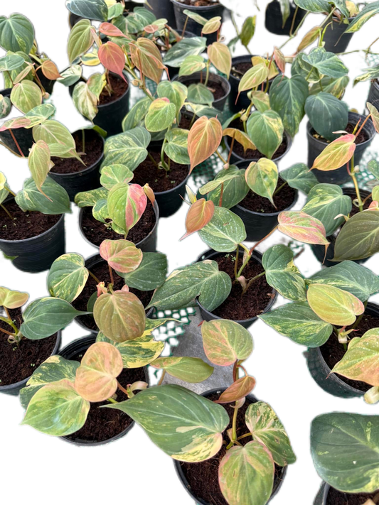 Philodendron Micans Variegated