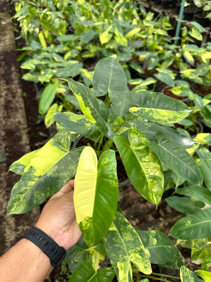 Philodendron Burle Marx Variegated