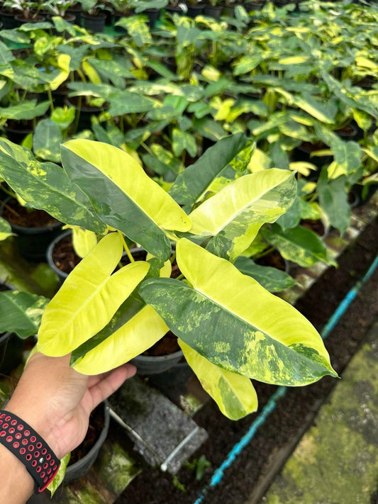 Philodendron Burle Marx Variegated