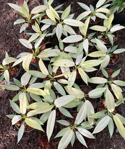 Philodendron Whipple Way Variegated