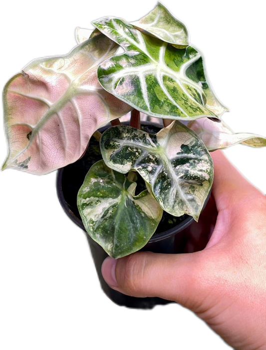 Alocasia Heart Balloon Pink Variegated