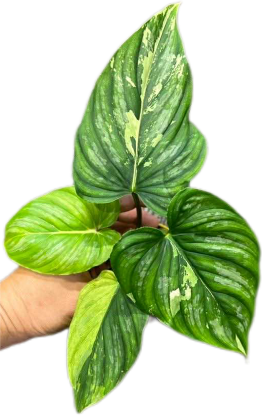 Philodendron “Mamei” Variegated Rare