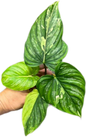 Philodendron “Mamei” Variegated Rare