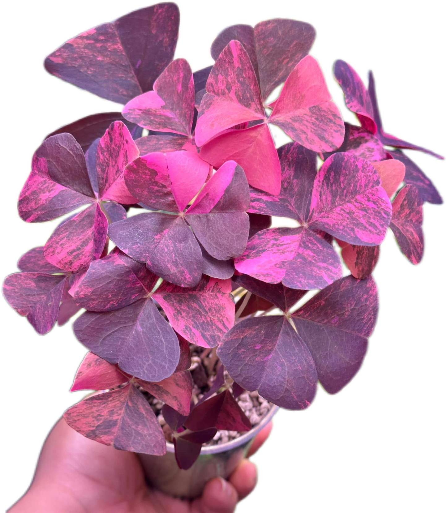 Oxalis Triangularis Variegated