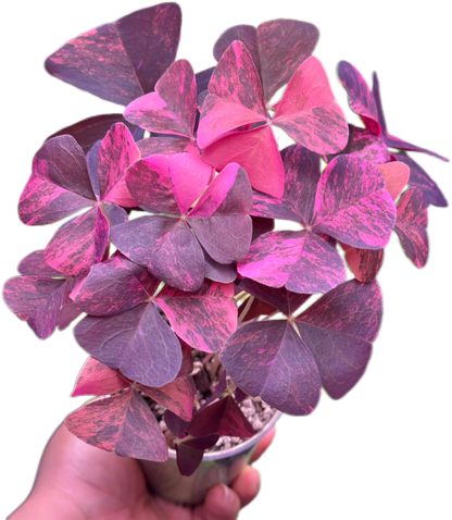 Oxalis Triangularis Variegated