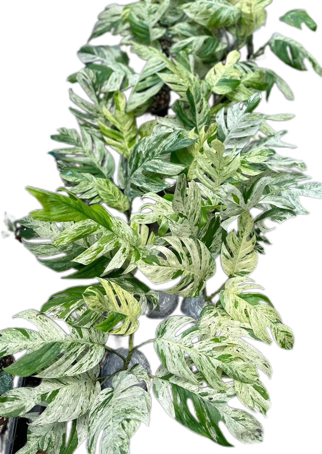 Epipremnum Pinnatum Marble Variegated Big