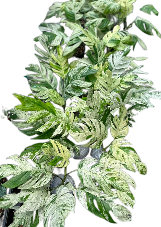 Epipremnum Pinnatum Marble Variegated Big