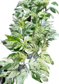 Epipremnum Pinnatum Marble Variegated Big