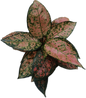 Aglaonema “Saen Ram Ruay” (Set of 10 Plants)