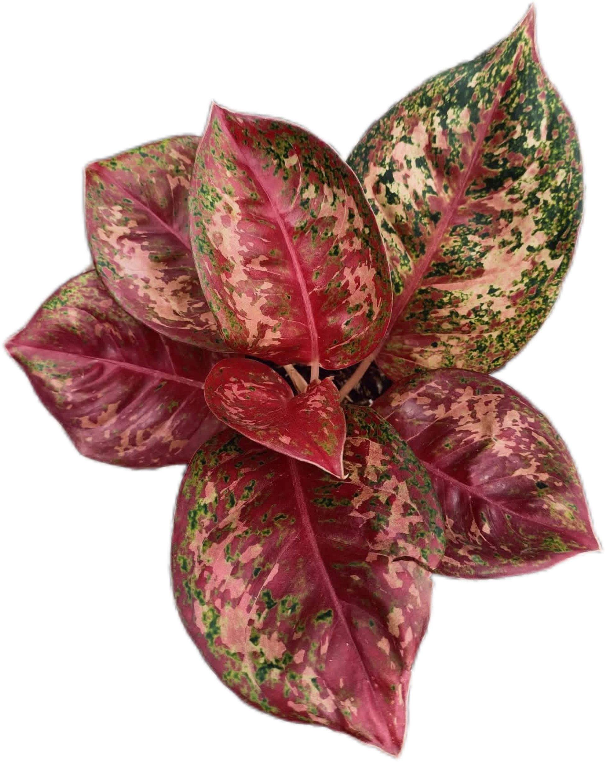 aglaonema pink beauty plant Buy Aglaonema “Mahasettee” Bundle of 5 Pl…