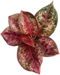 Aglaonema “Dee Yiam” (Set of 10 Plants)