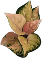 Aglaonema “Amazon” – Wholesale Set of 10 Plants