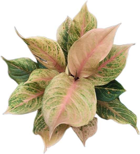 Aglaonema “Sri Phayom” (Set of 10 Plants) 