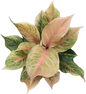 Aglaonema “Sri Phayom” (Set of 10 Plants) 