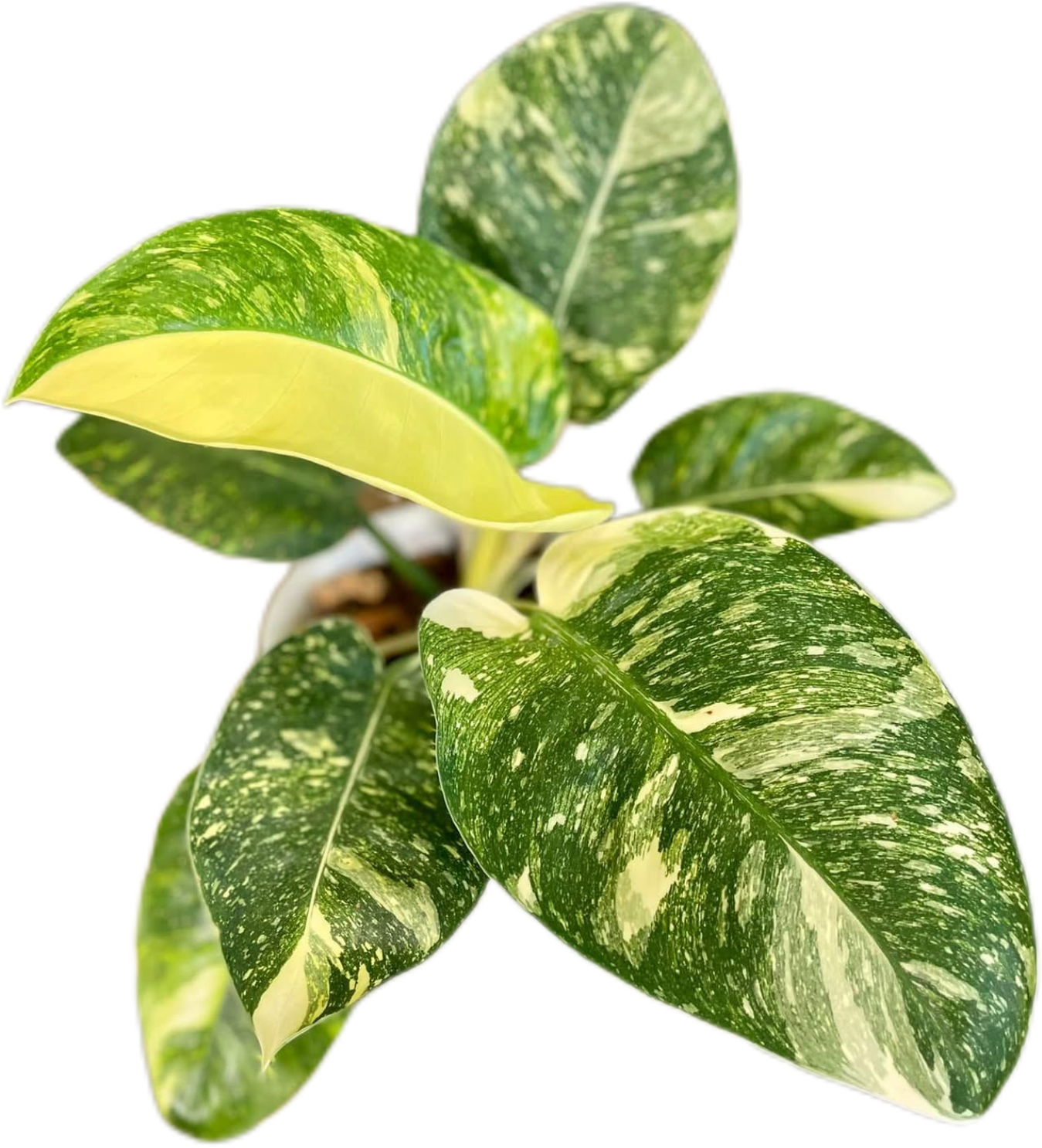 Philodendron Green Congo Nuclear Variegated