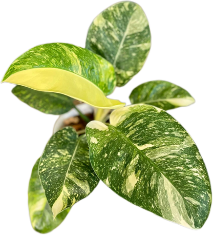 Philodendron Green Congo Nuclear Variegated