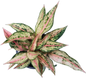 Aglaonema “Aladdin” – | Wholesale Set of 10