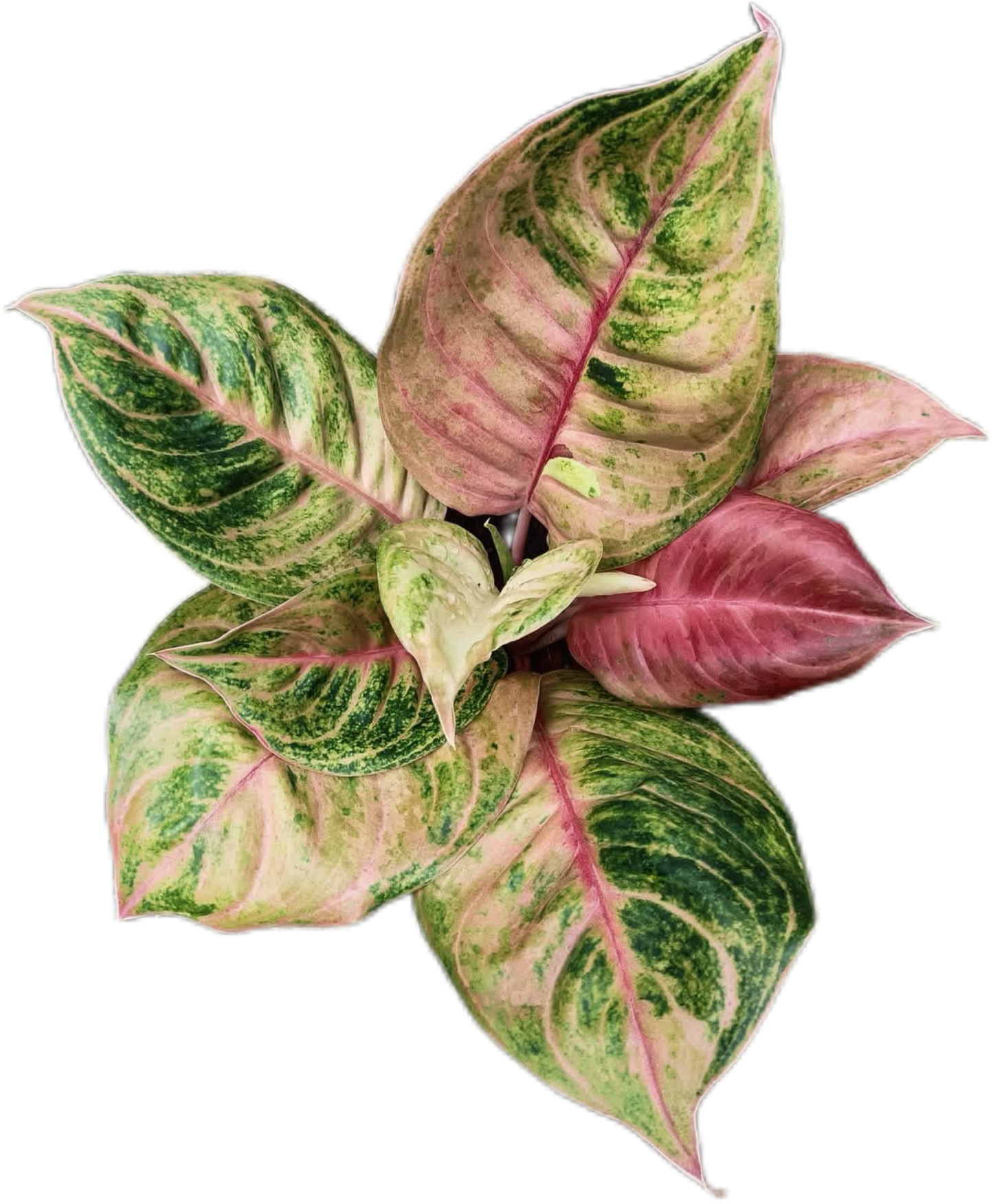 Aglaonema “Susan” – Set of 10 Plants