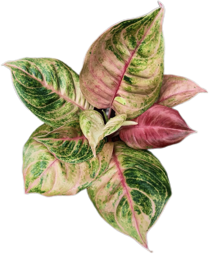 Aglaonema “Susan” – Set of 10 Plants